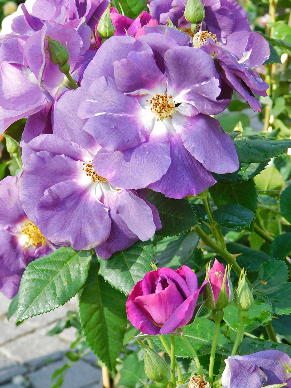 Rosa ‘Rhapsody in Blue’