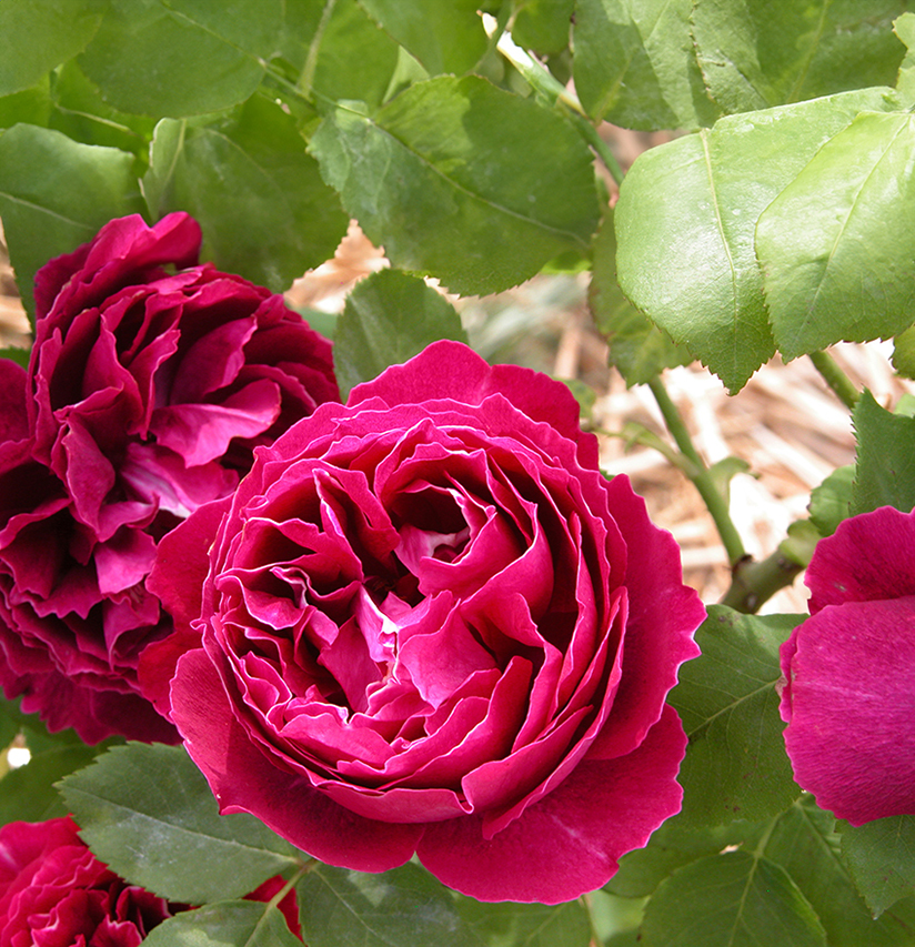 Rosa ‘Baron Girod de l’Ain’