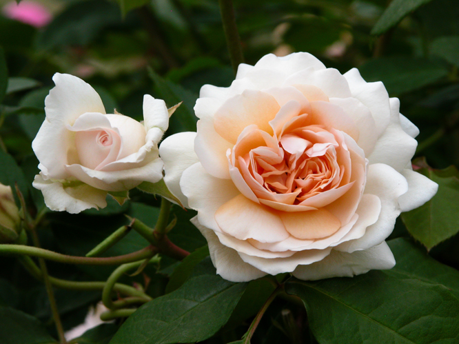 Rosa ‘Buff Beauty’