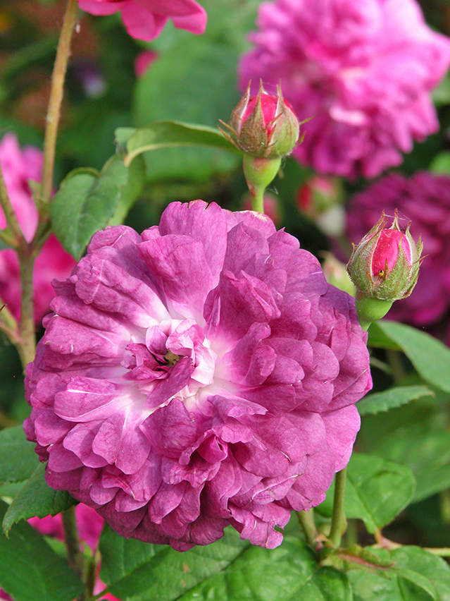Rosa 'Cardinal de Richelieu'