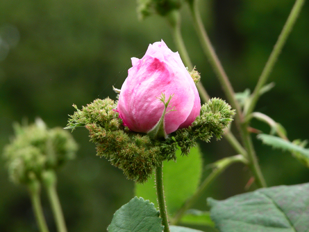 Rosa ‘Chapeau de Napoleon’