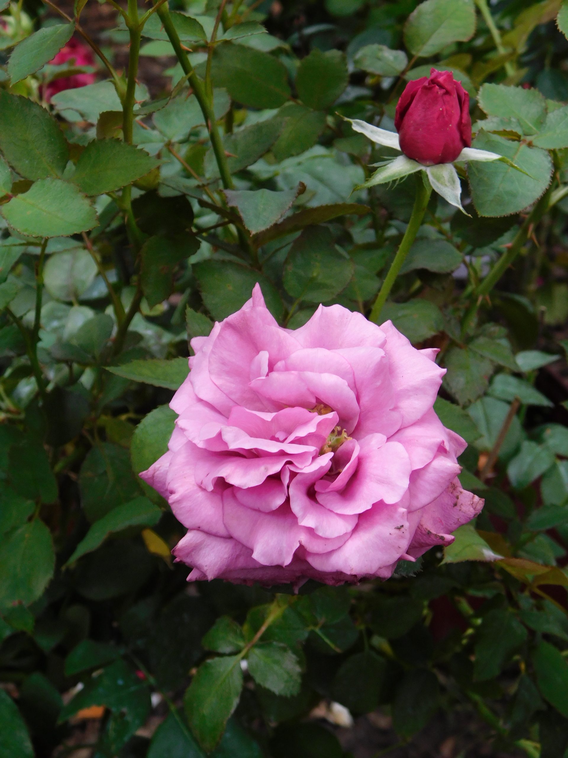 Rosa 'Claude Brasseur'