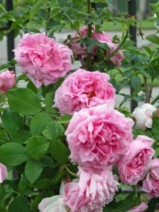Rosa 'Compte de Chambord'