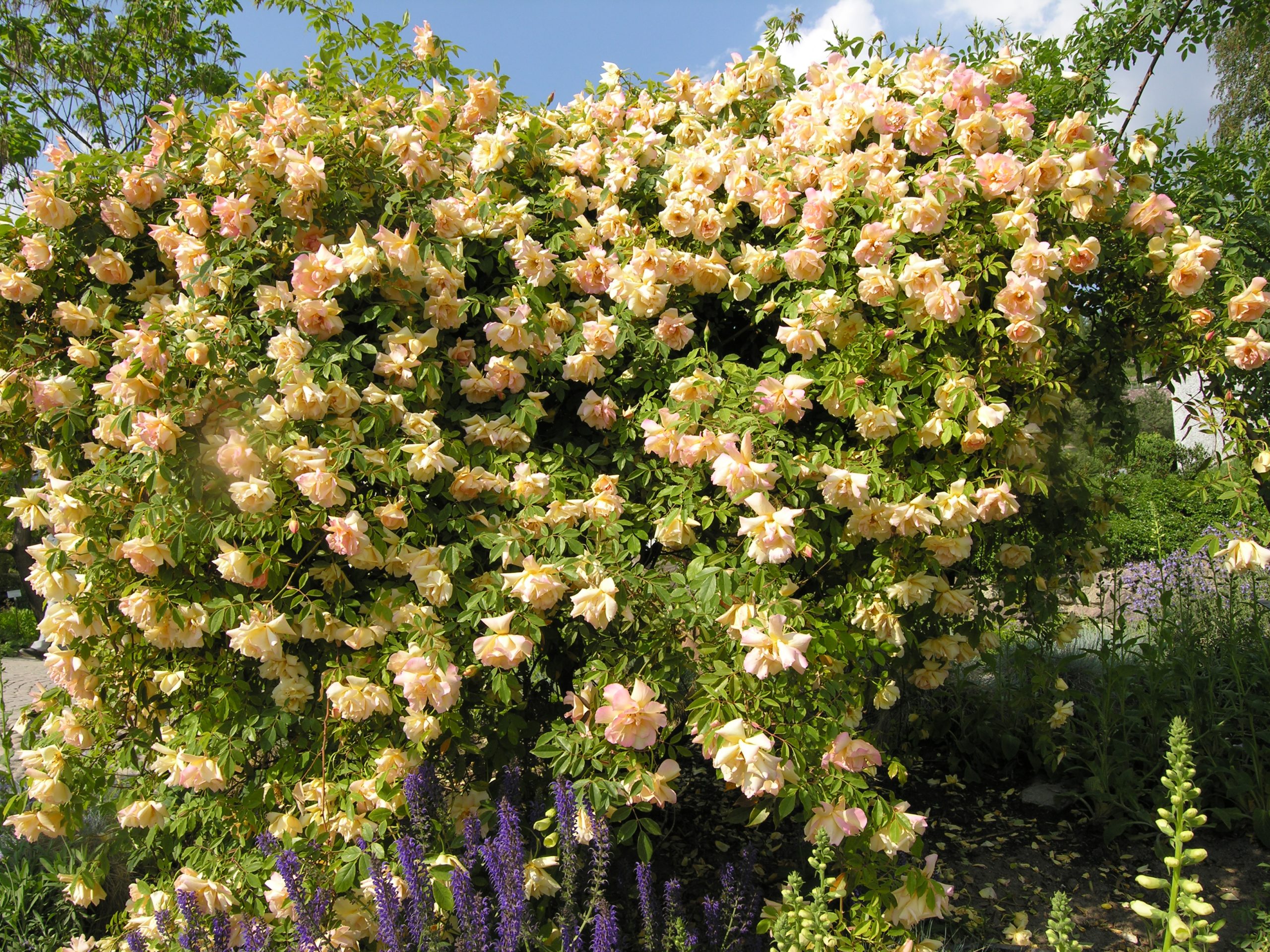 Rosa 'Fortunes Double Yellow'