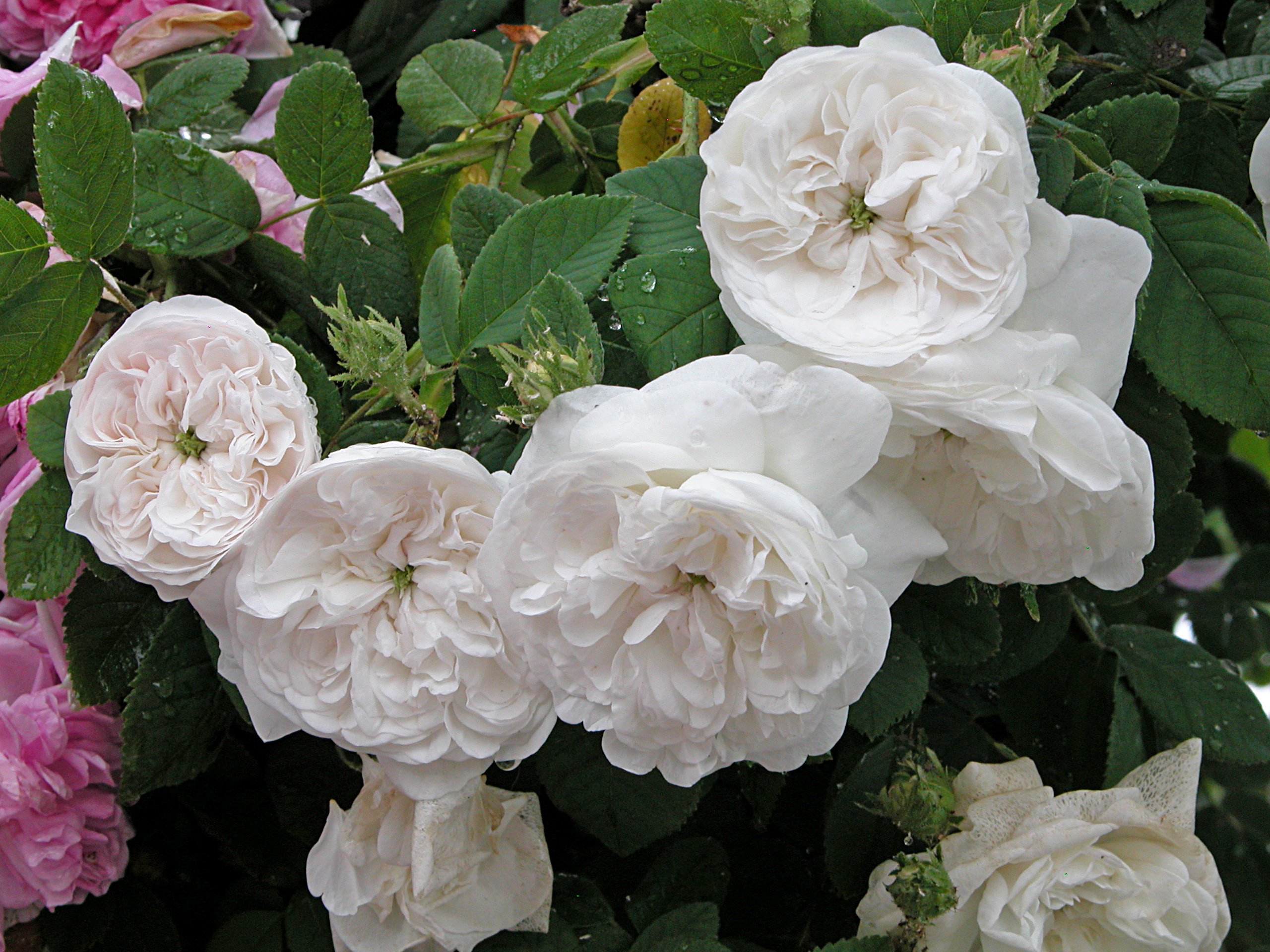 Rosa ‘Madame Hardy’