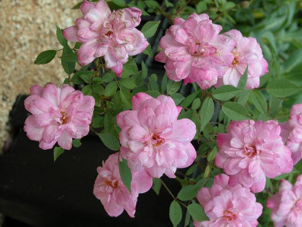 Rosa ‘Pompon de Paris’