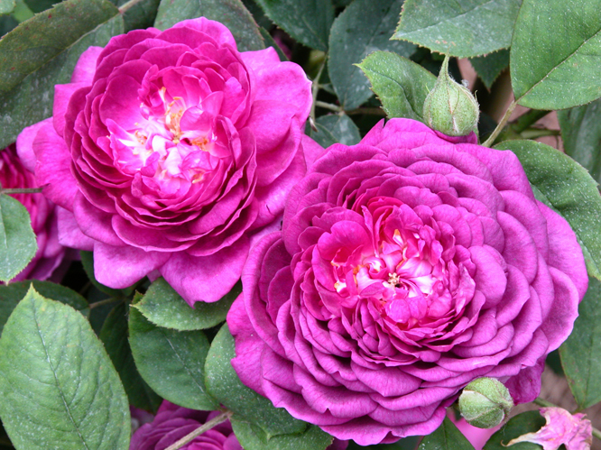 Rosa ‘Reine des Violettes’