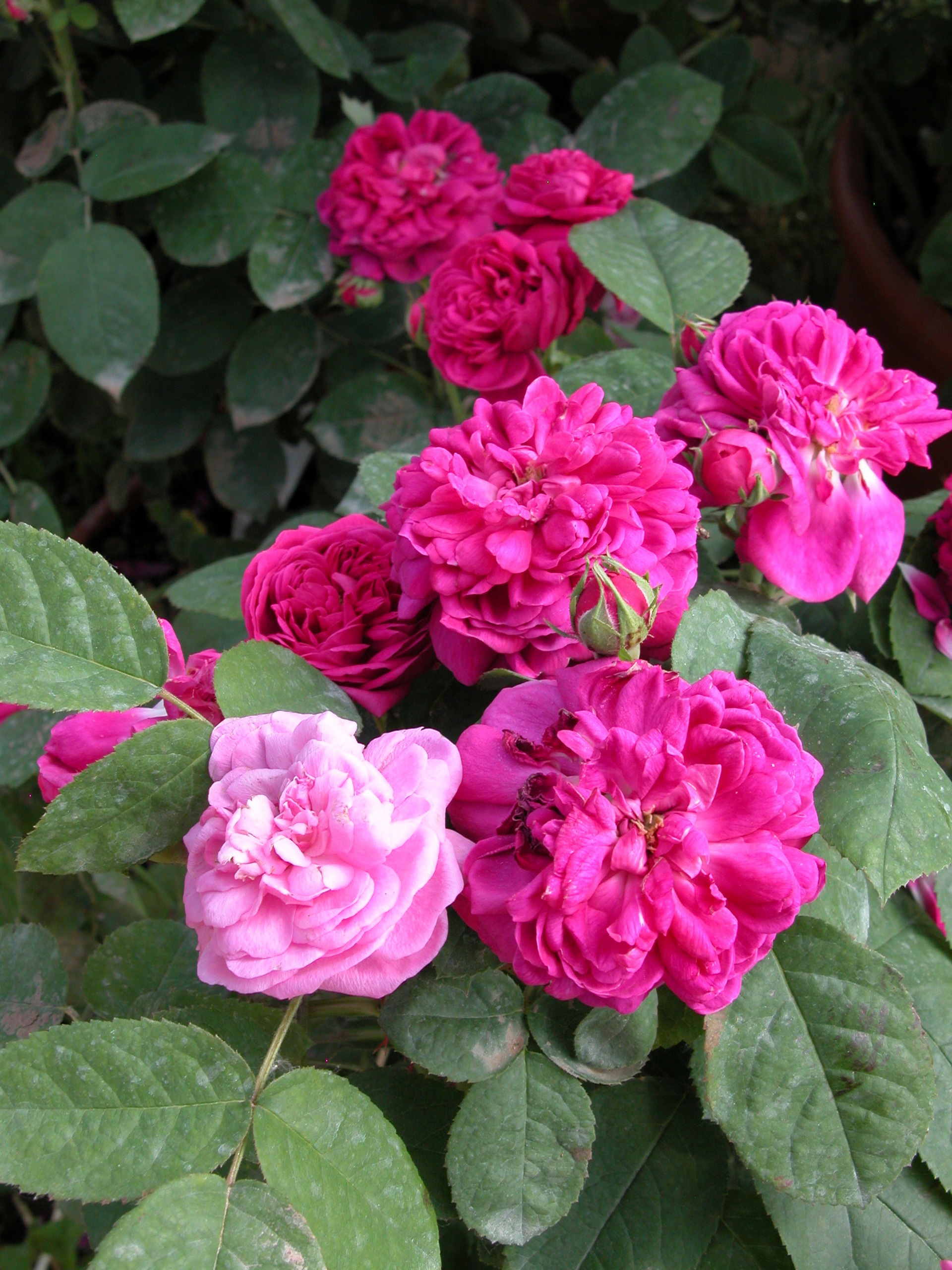 Rosa ‘De Rescht’