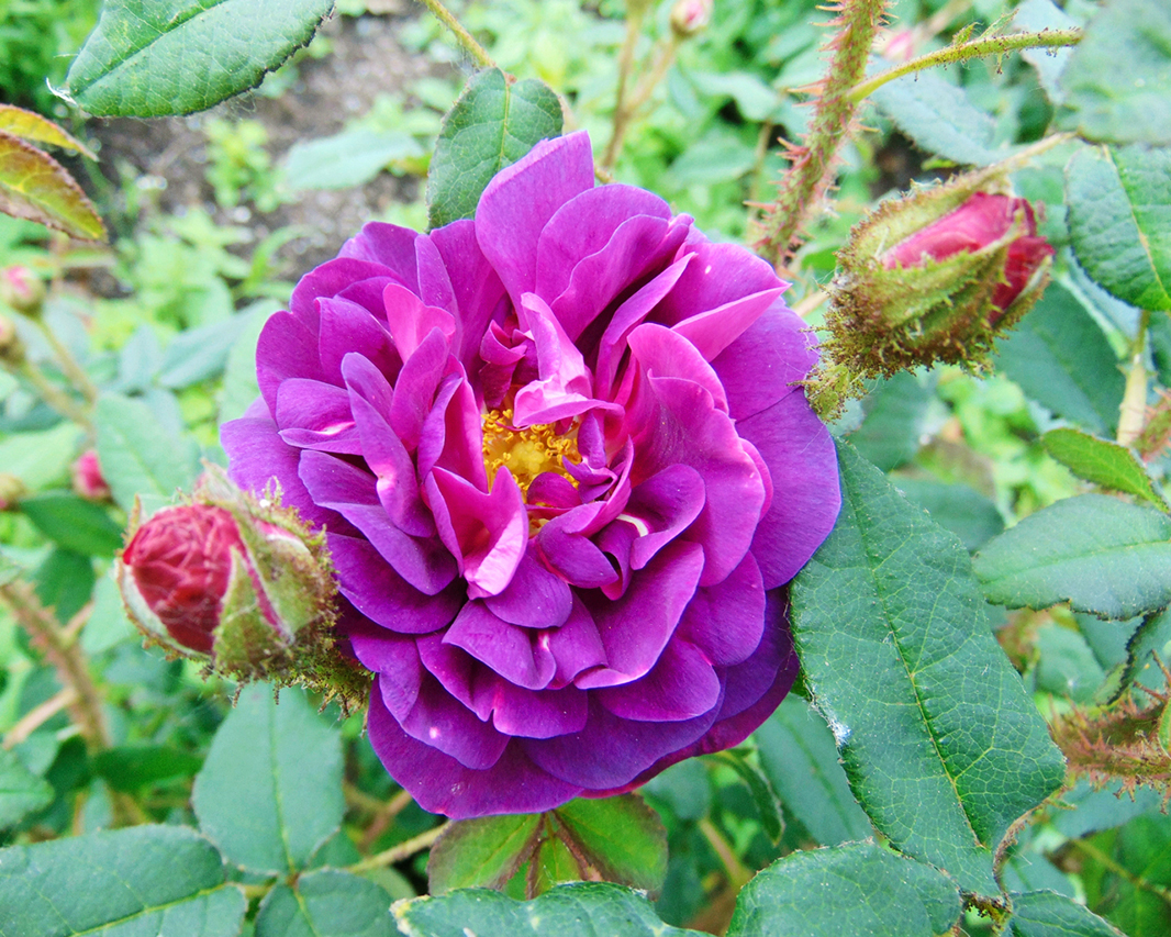 Rosa 'Nuits de Young'