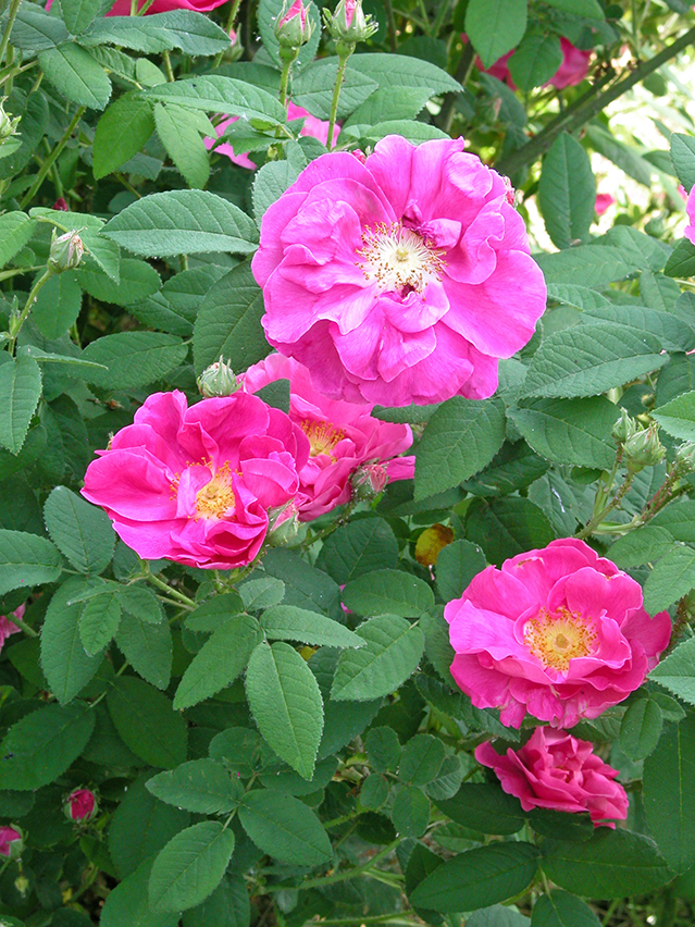 Rosa gallica var. officinalis