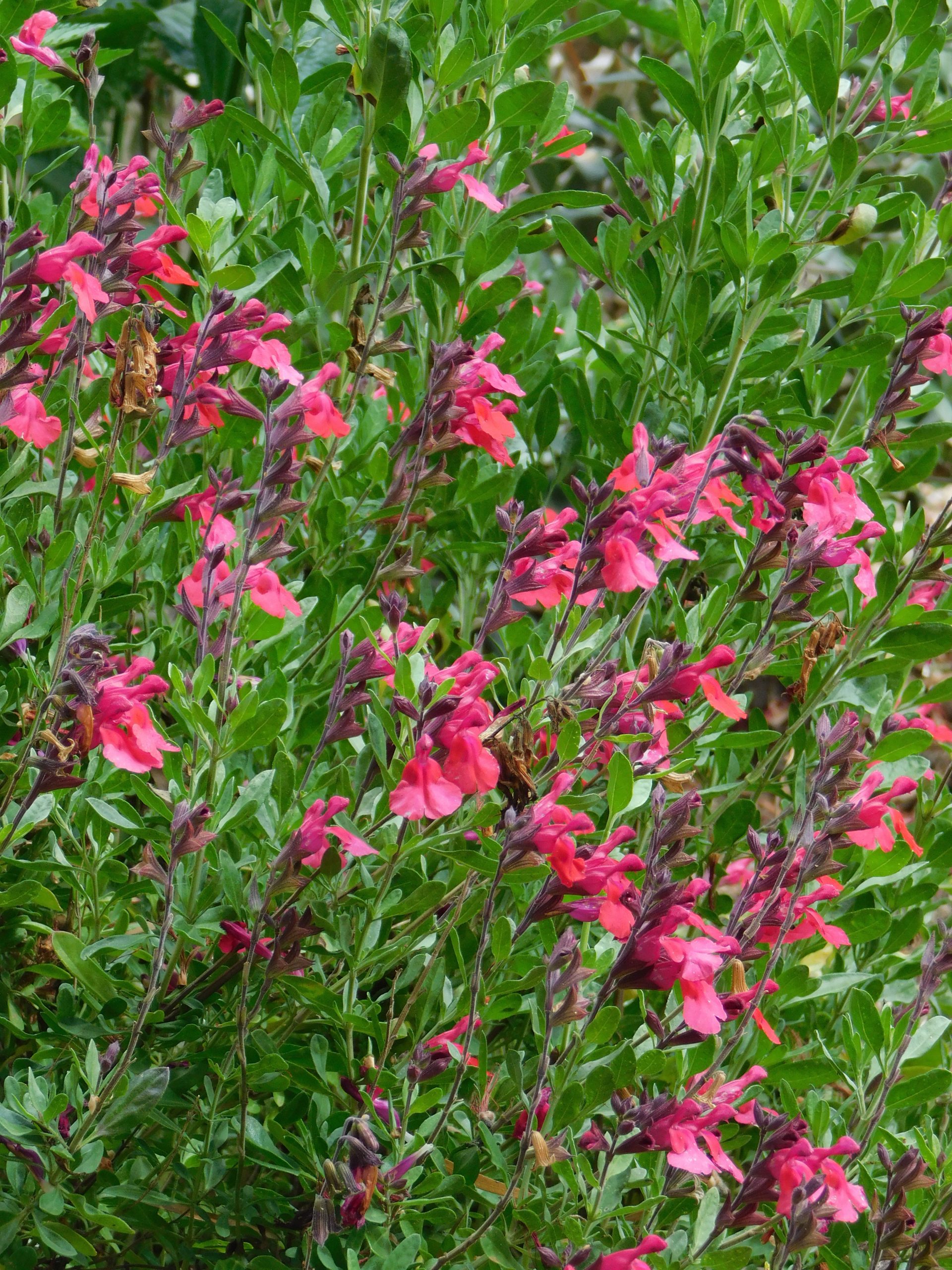 Salvia greigii