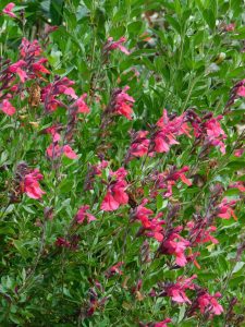 vivaio la valletta specializzato in erbacee e arbusti