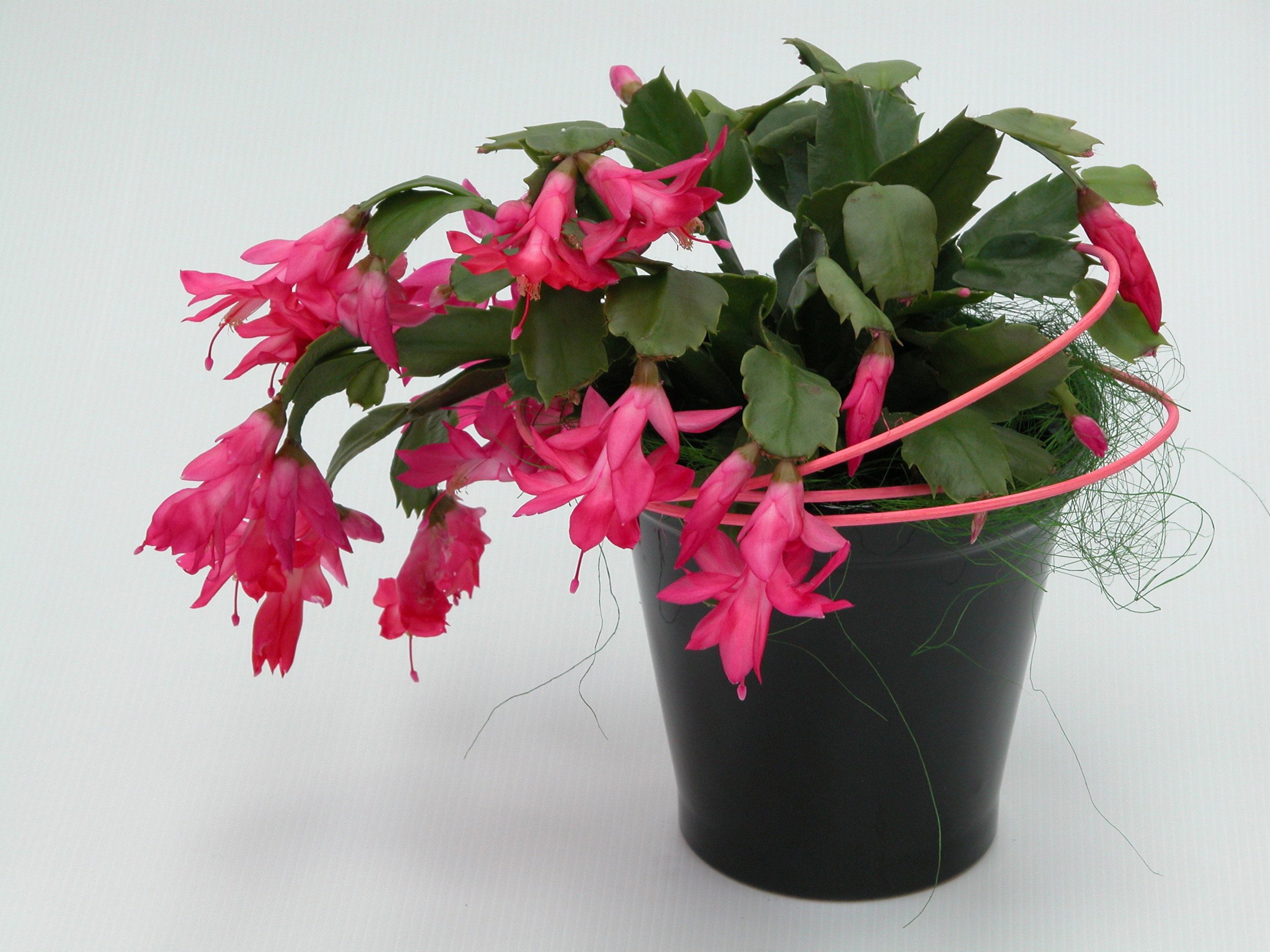 Schlumbergera x ‘Chiba Purple Sky’