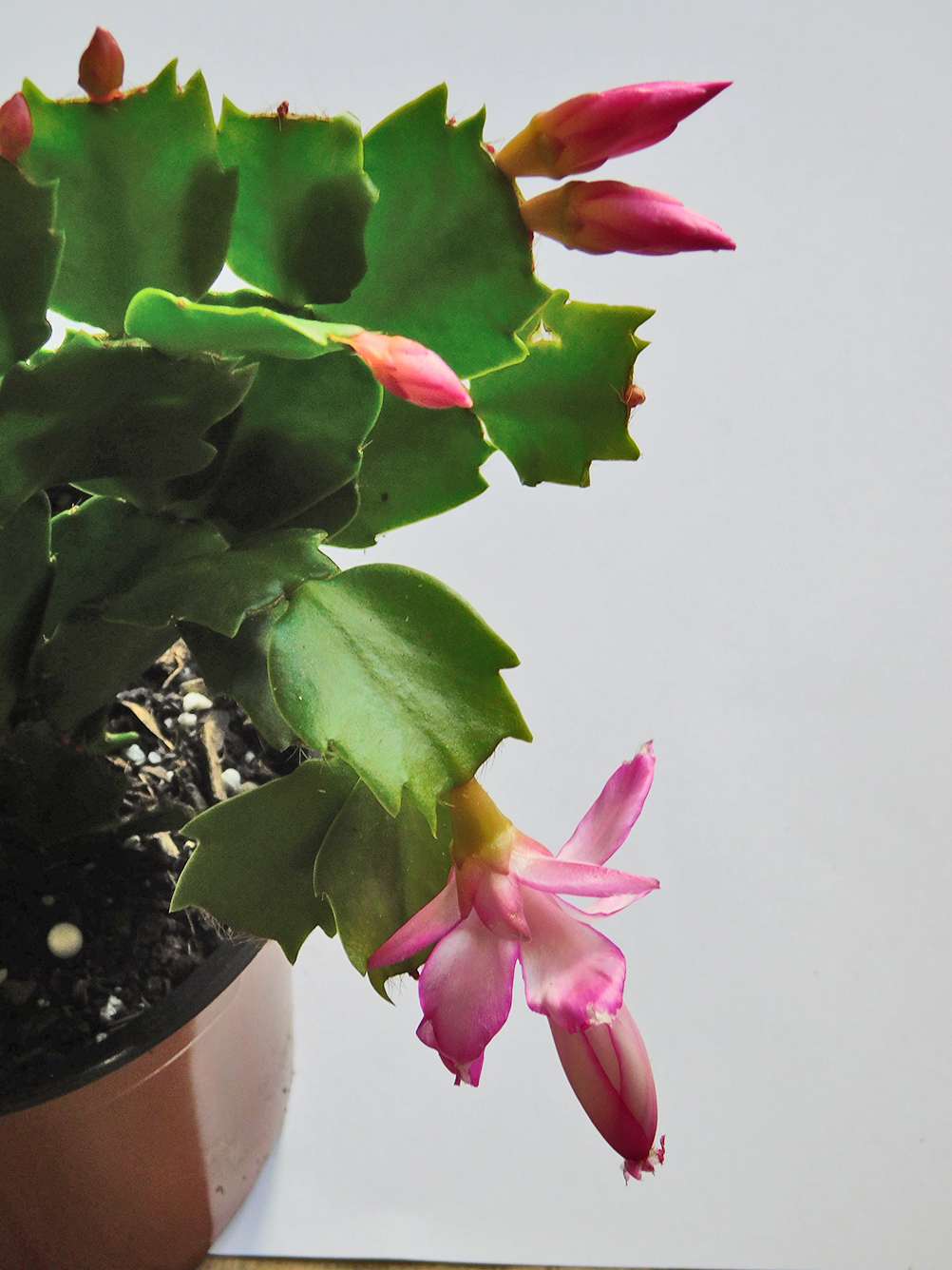 Schlumbergera x ‘Festa del Cactus’