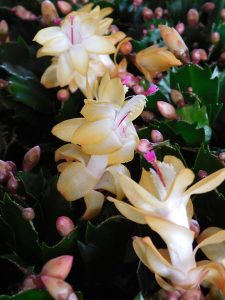 Schlumbergera x ‘Italian Macho’