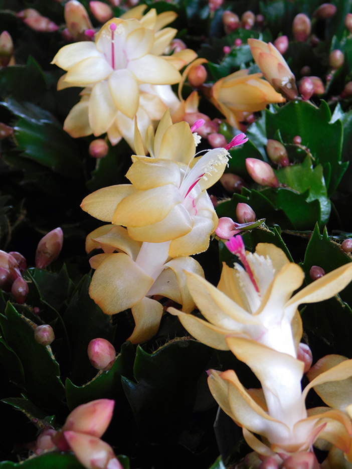 Schlumbergera x ‘Italian Macho’