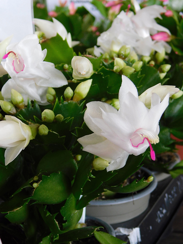 Schlumbergera x ‘Thor-Cecille’