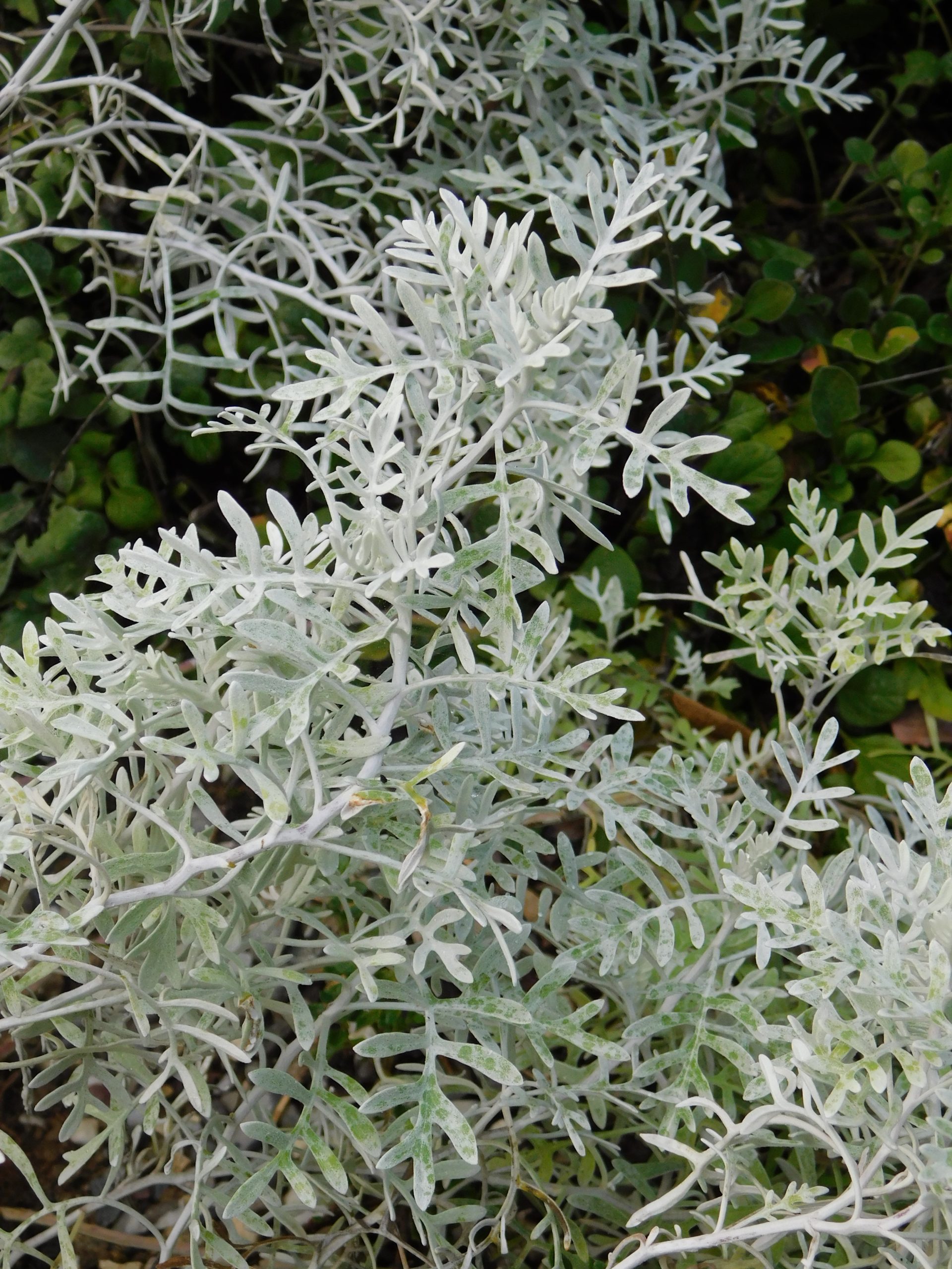 Senecio vra vira