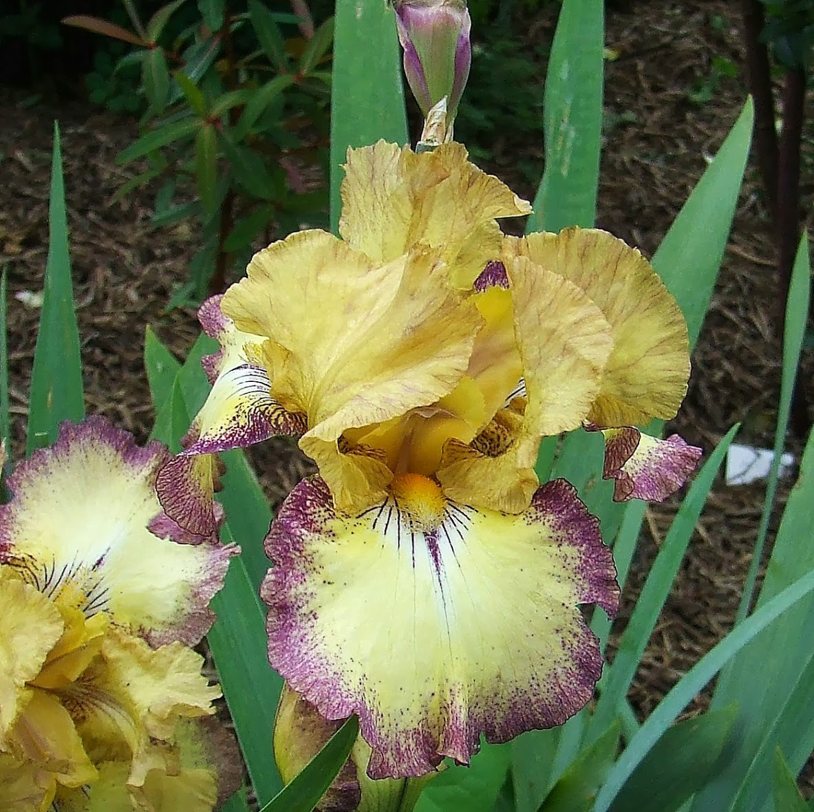 Iris 'Tennessee Gentleman'