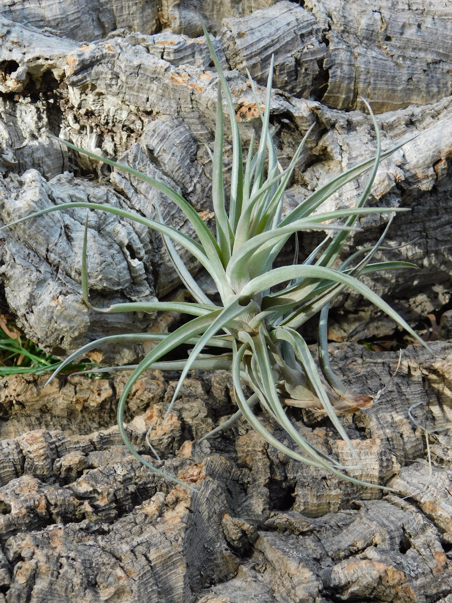 tillandsia