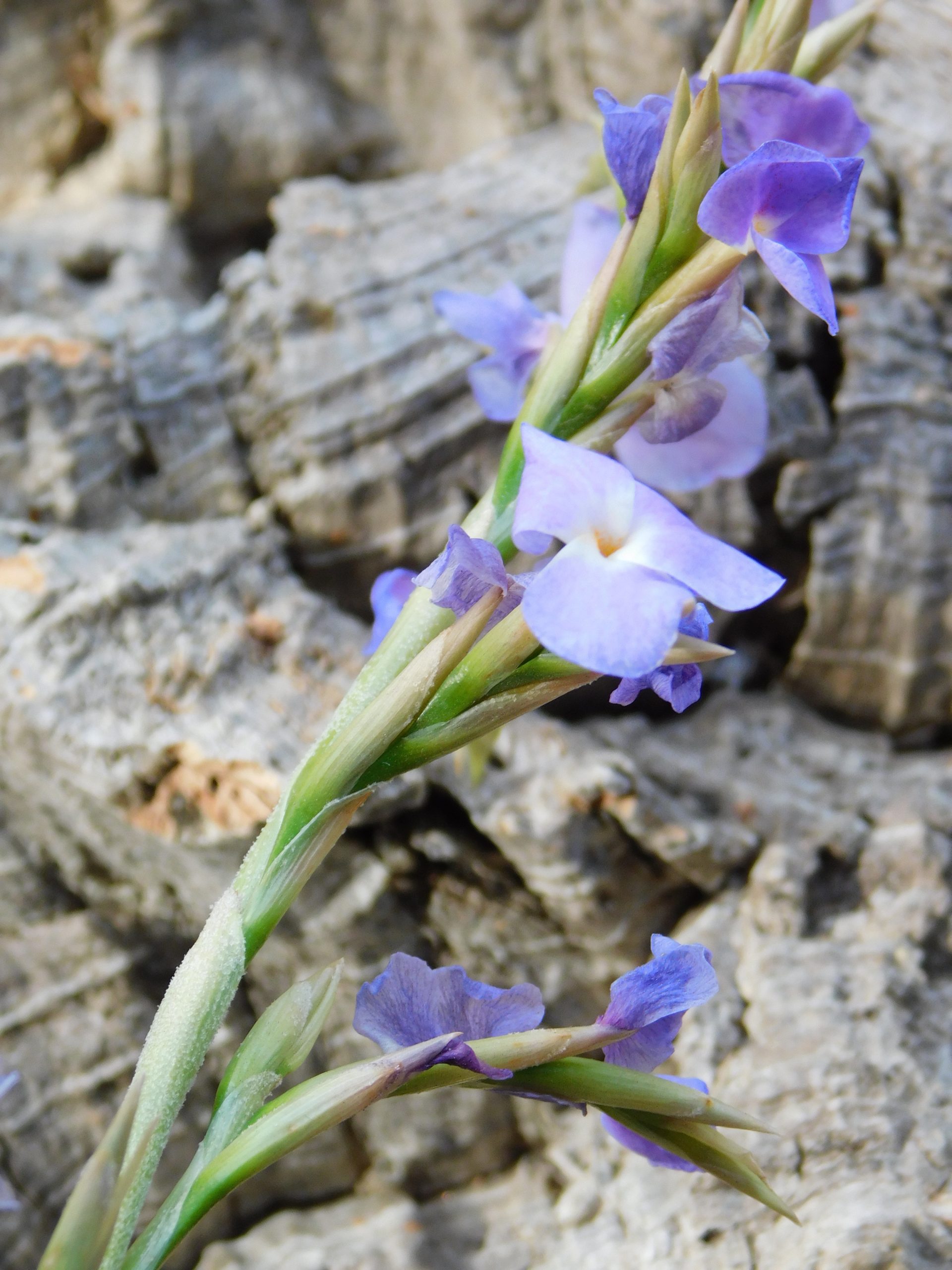 Tillandsia streptocarpa
