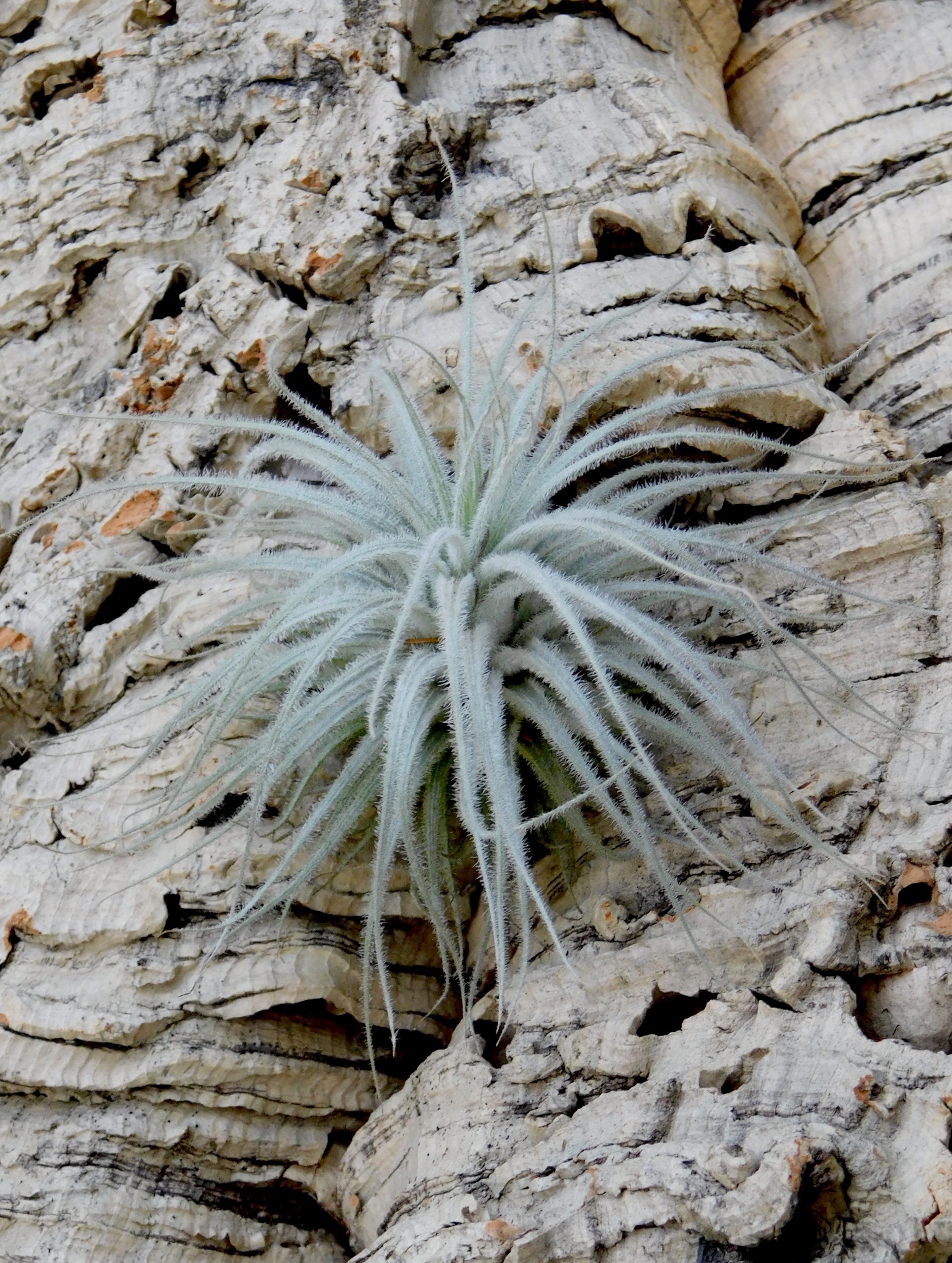 Tillandsia tectorum ‘Snow’