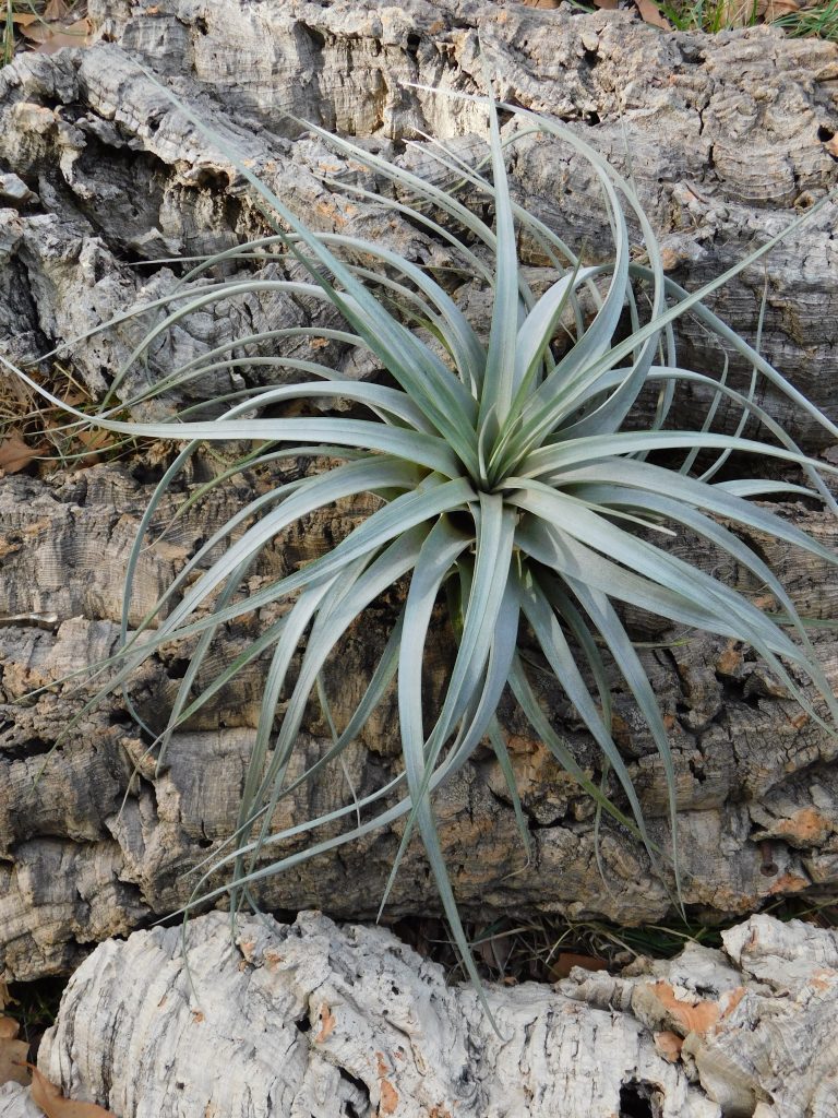 vivaio villacidro, specializzato nella coltivazione di tillandsie