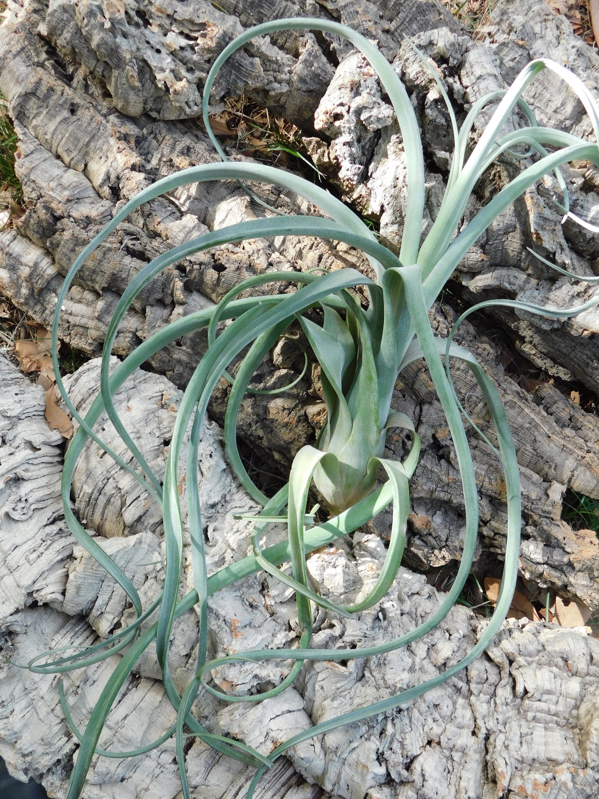 Tillandsia ‘Curly Slim’