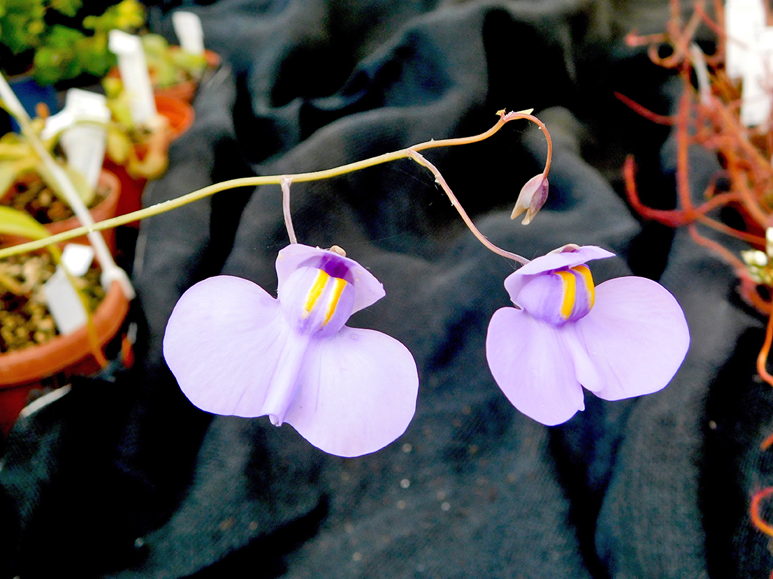 Utricularia nelumbifolia x Utricularia cornigera