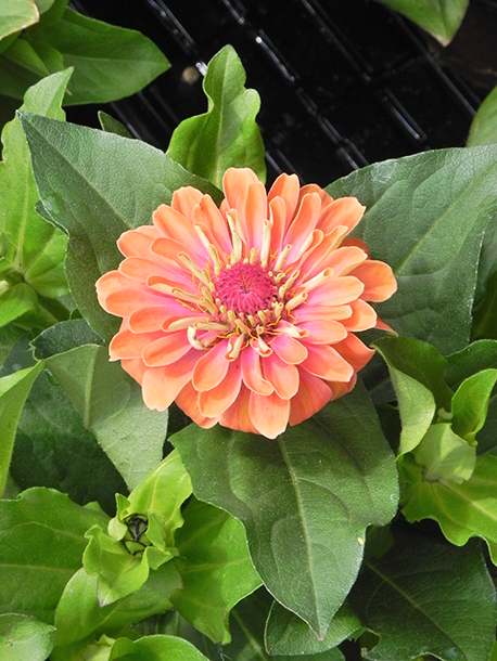 Zinnia elegans
