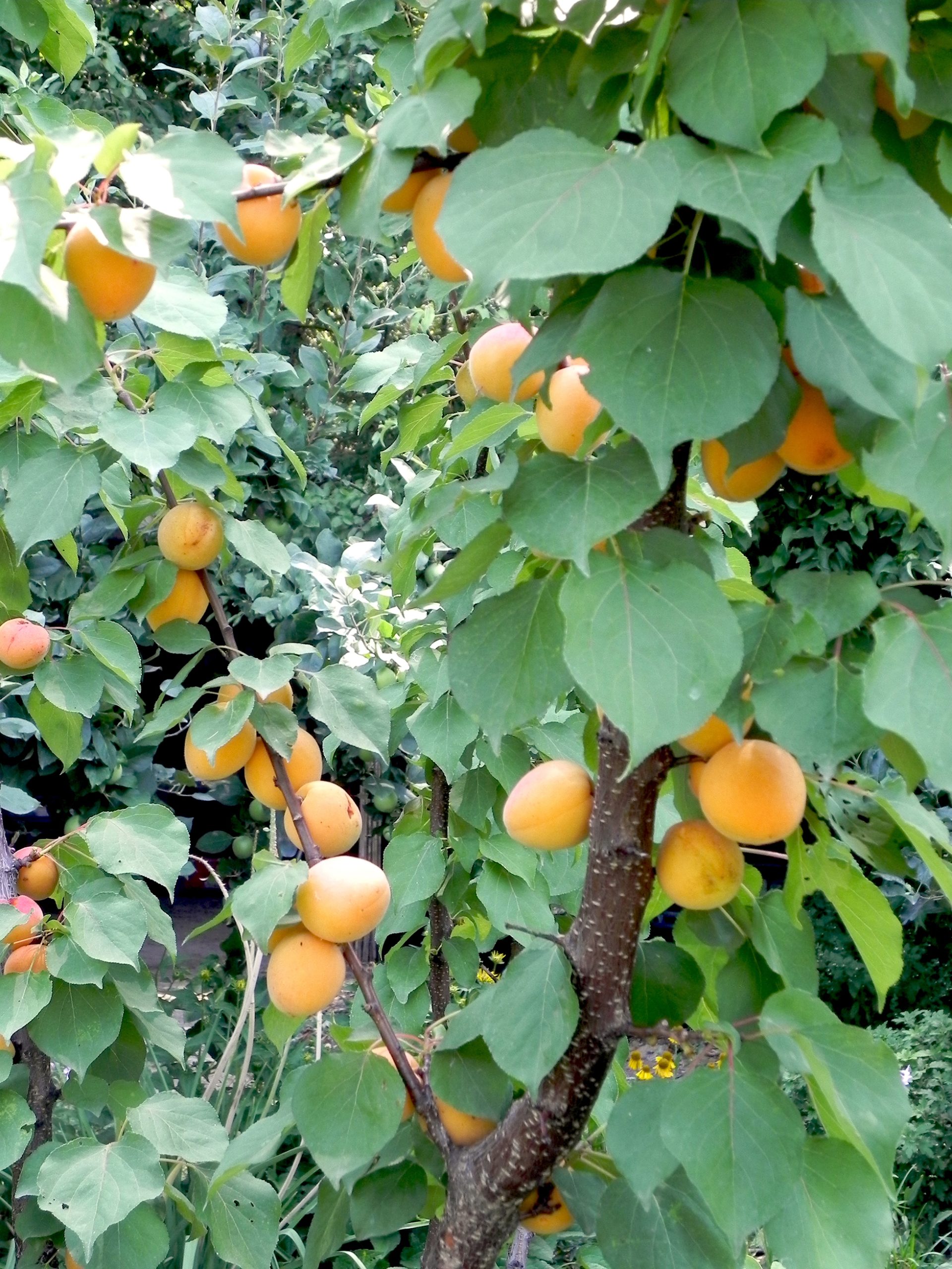 albero di albicocco con frutti