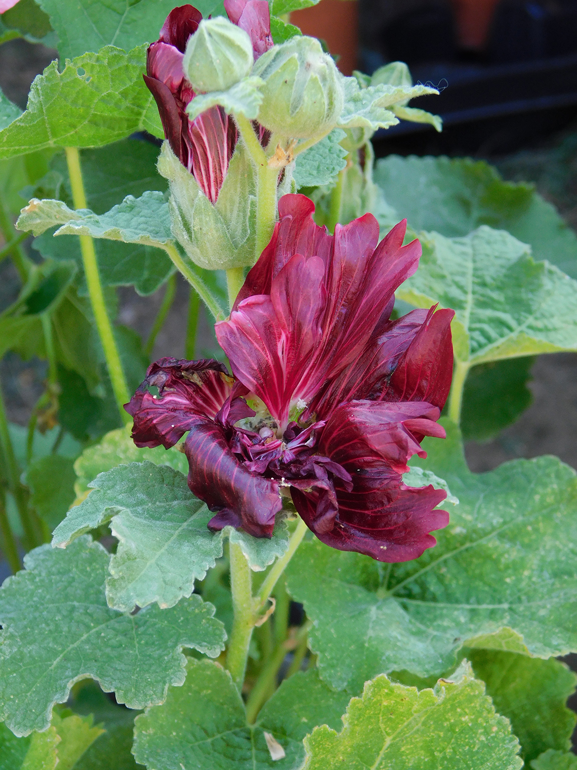 Alcea rosea ‘Crimson’