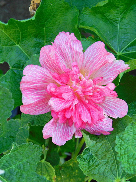 Alcea rosea ‘Rose’