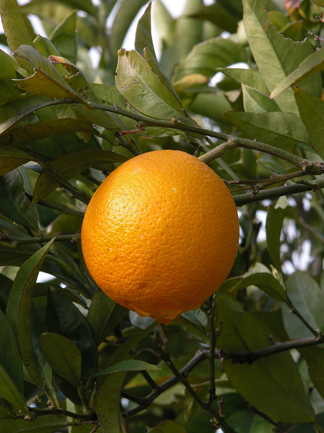 frutto arancio