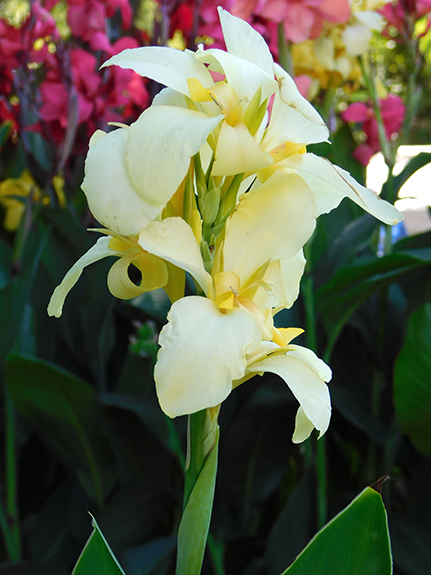 Canna x generalis serie Cannova ‘Lemon’