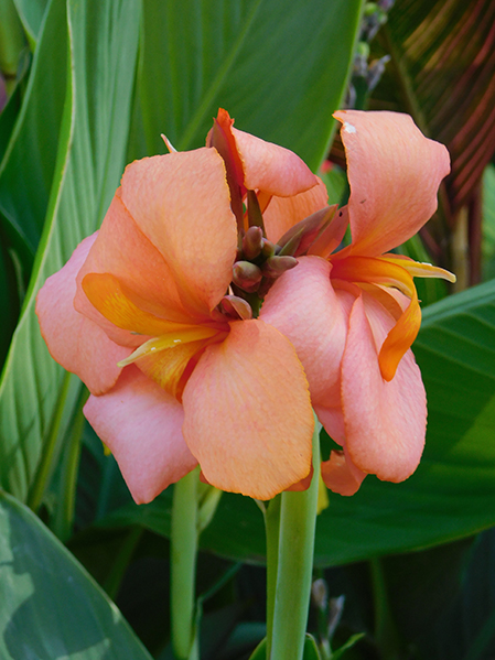 Canna x generalis serie Cannova ‘Orange Shades’