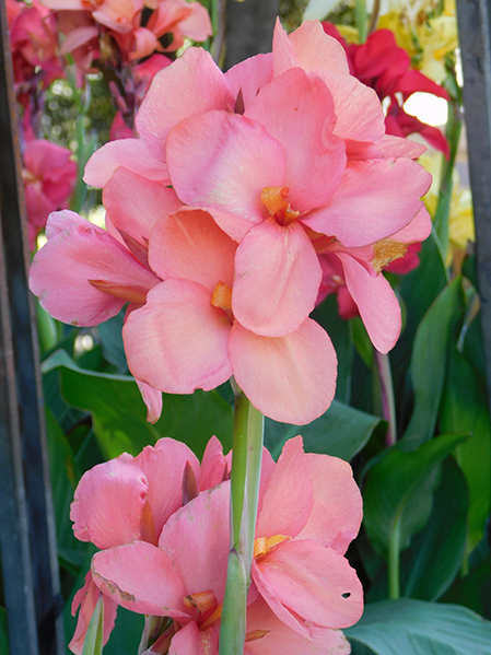 Canna x generalis serie Cannova ‘Peach Bronze Leaf’