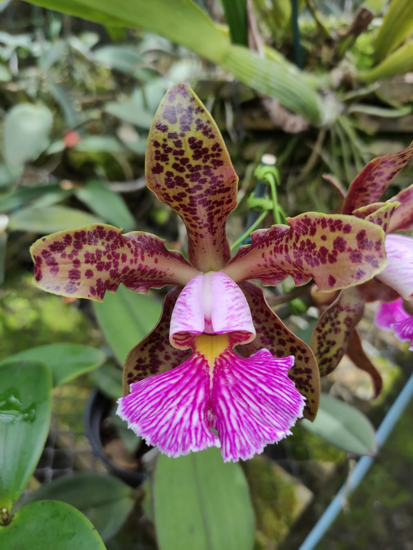 Cattleya schilleriana