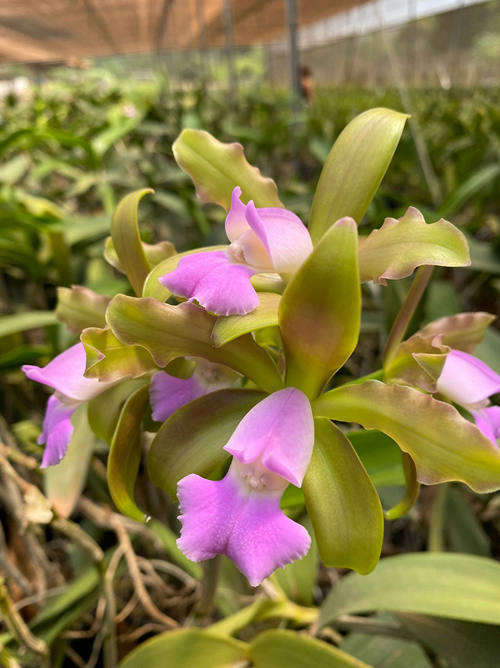 Cattleya tigrina forma lilacina (sin. C. leopoldii)