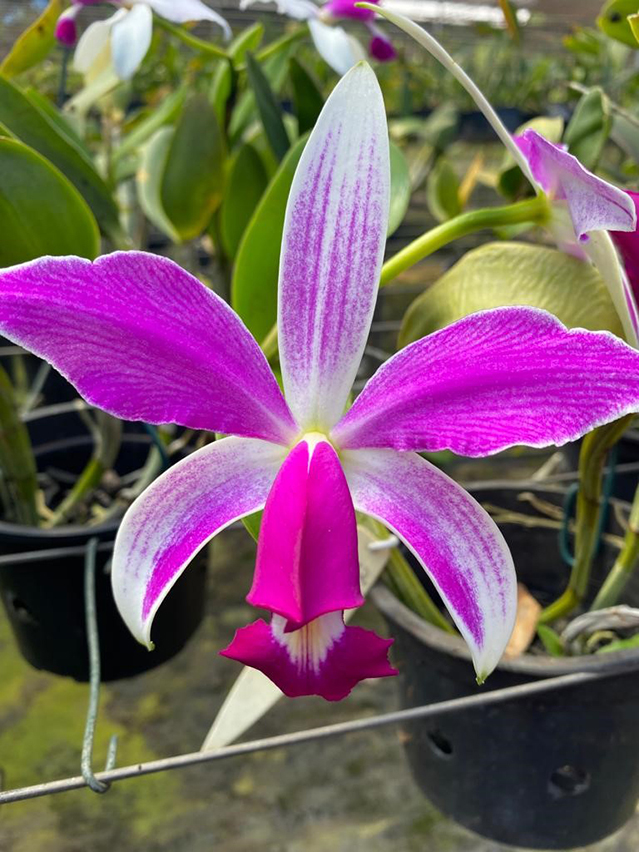 Cattleya violacea
