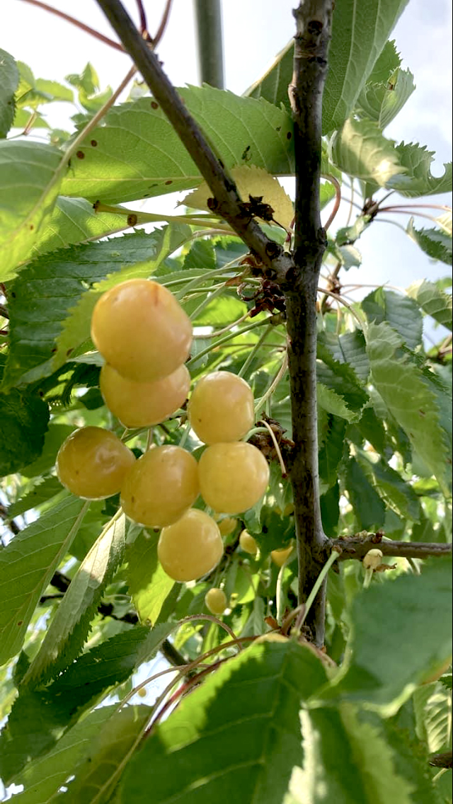 Ciliegia ‘Moscatella Bianca di Verona’