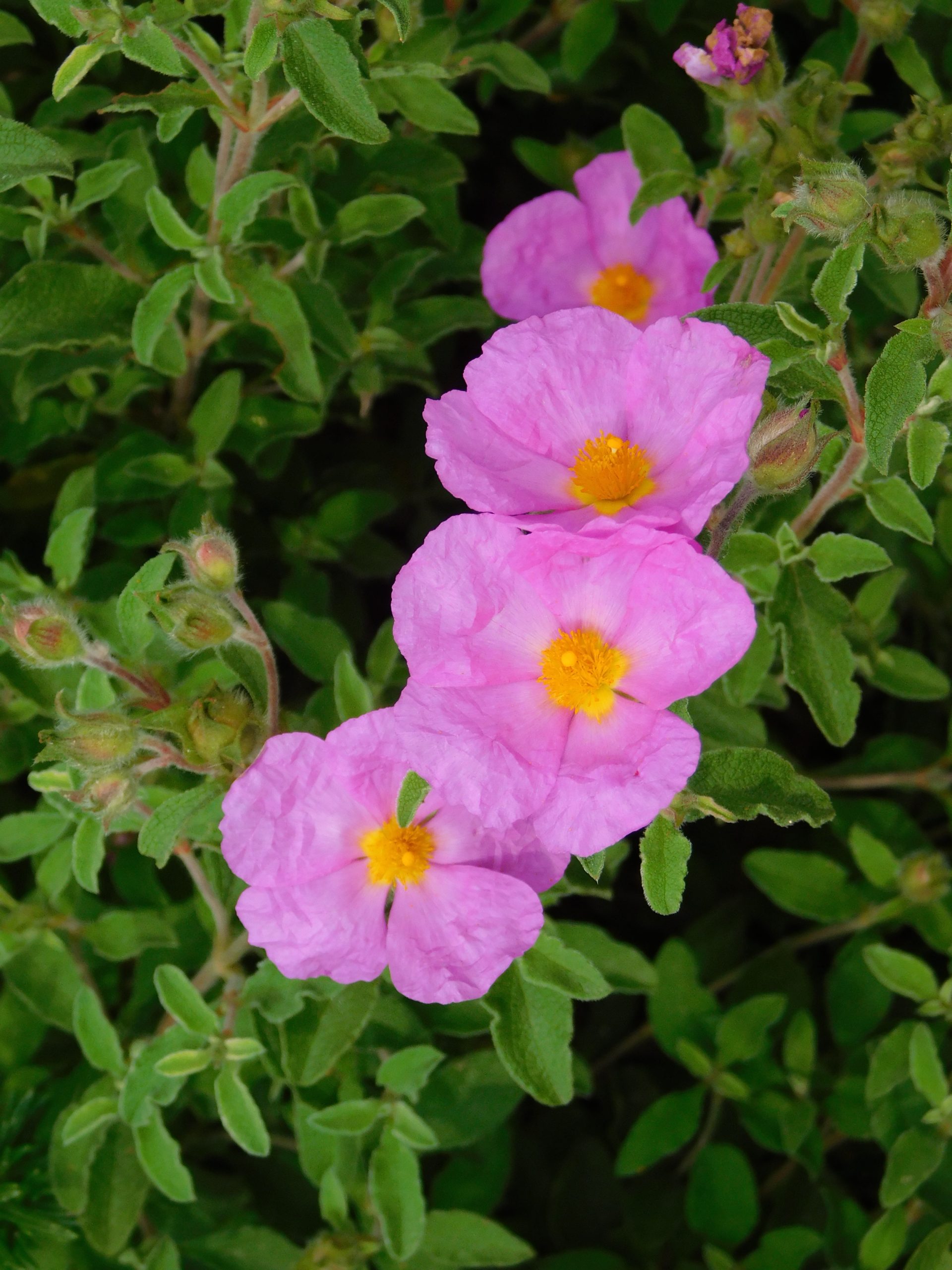 Cistus creticus