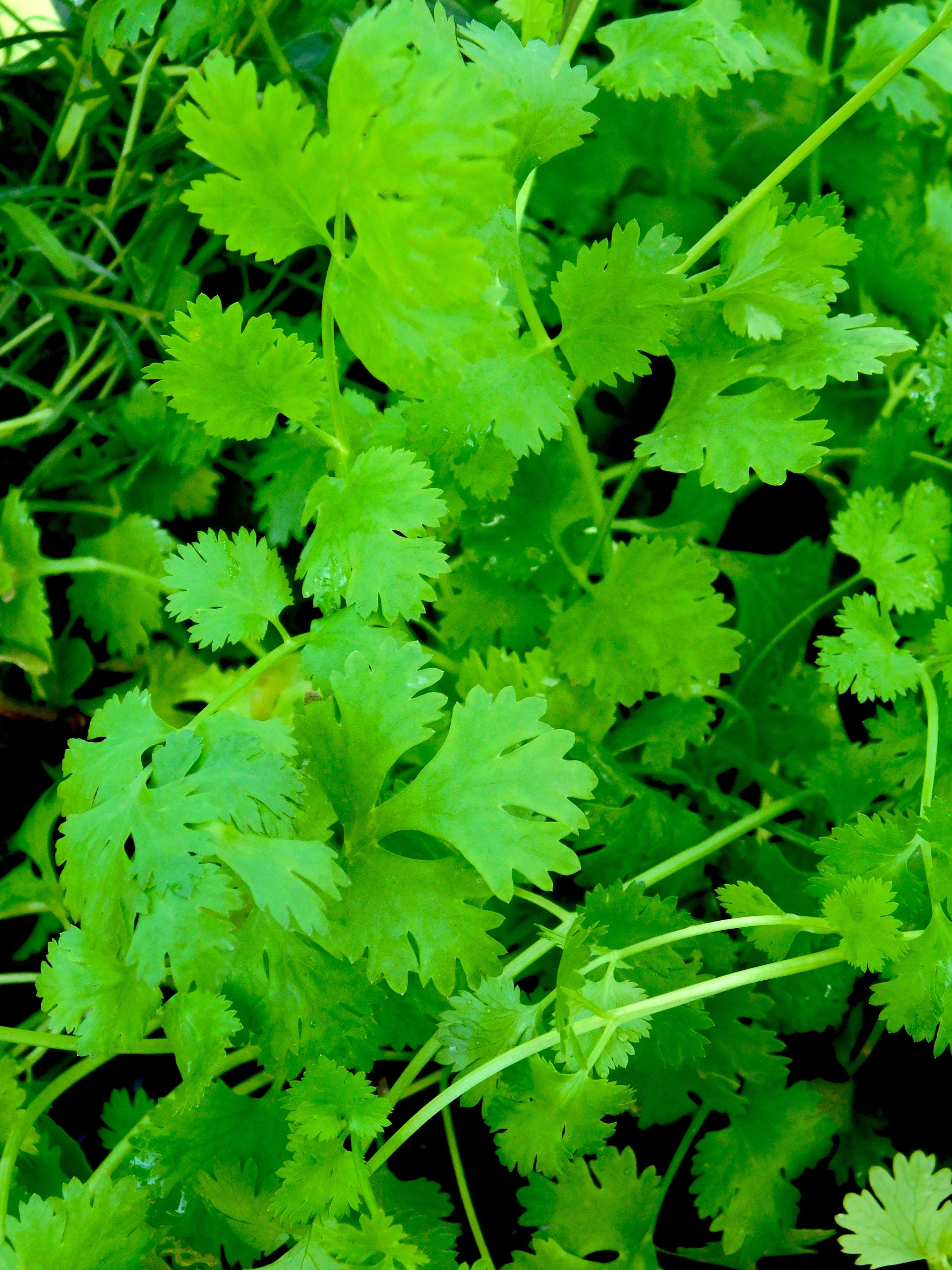 coriandolo prezzemolo cinese