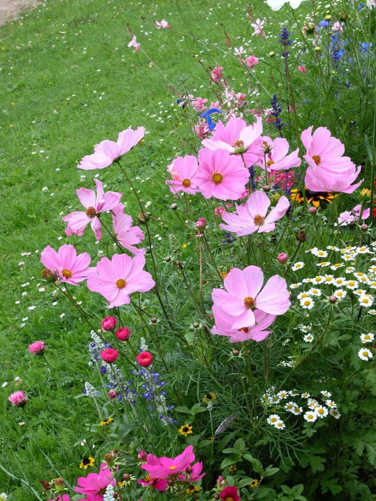 vivavio orto strabilia, specializzato in semi di specie insolite e rare