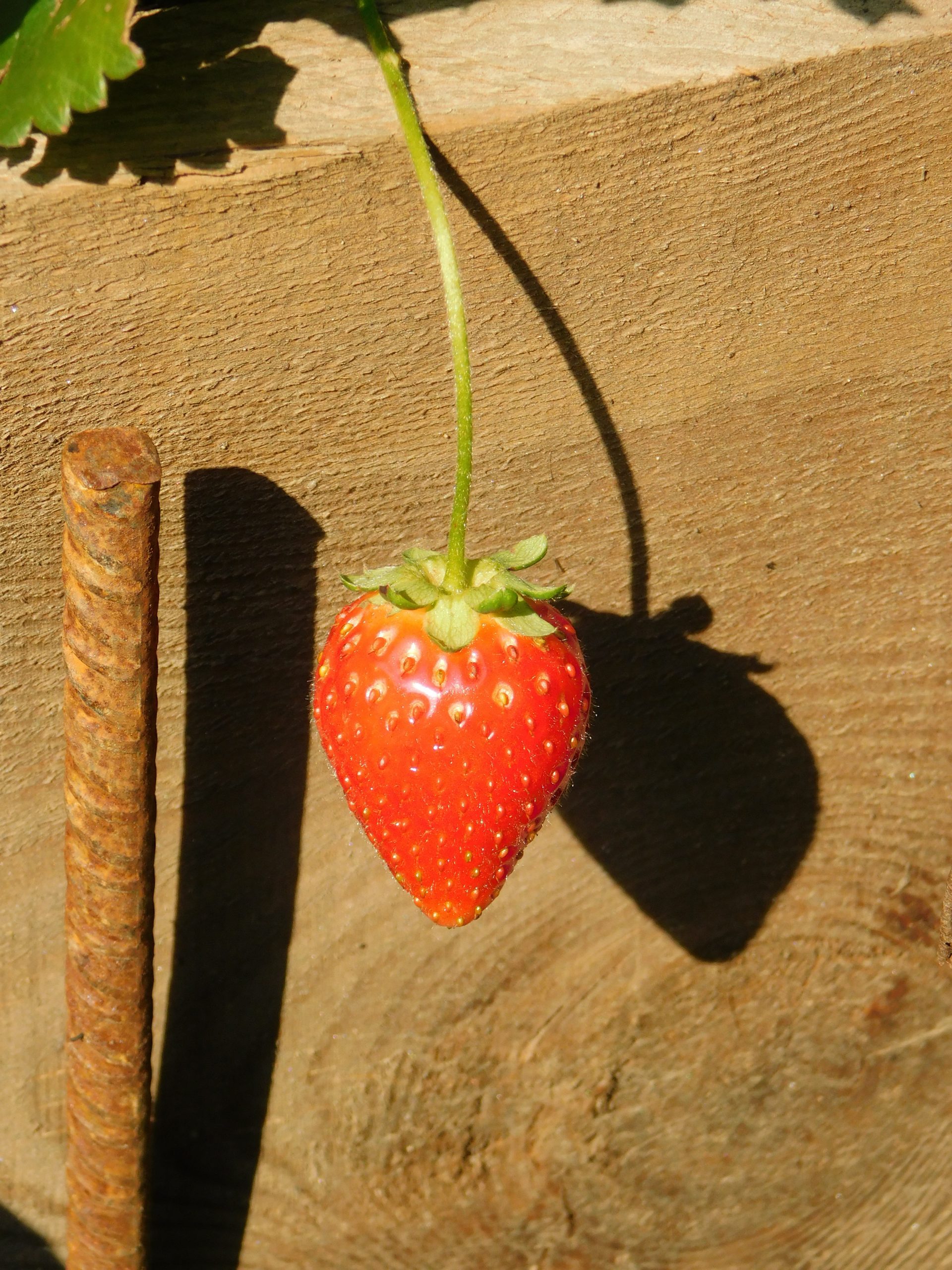 Fragola ‘Cambridge Favourite’