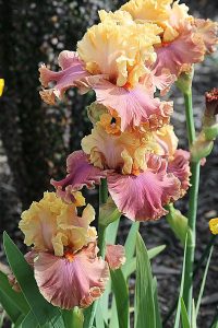 Iris ‘Glamazon’