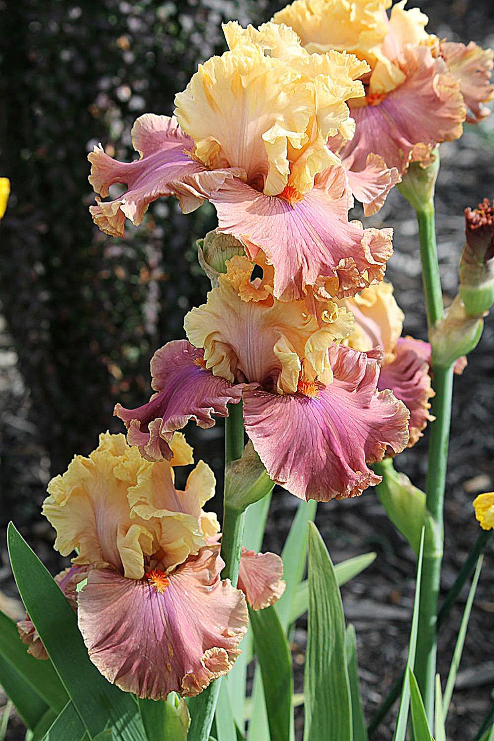 Iris ‘Glamazon’