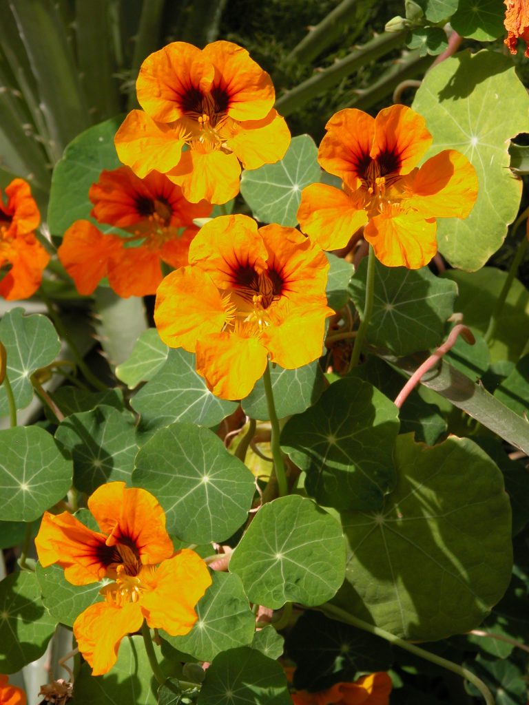 vivaio azienda agricola la calendula