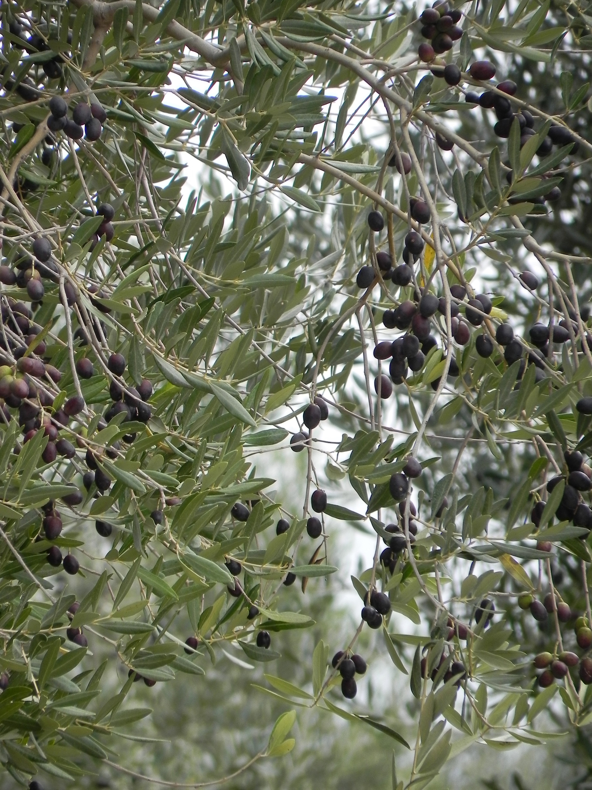 albero olive taggische