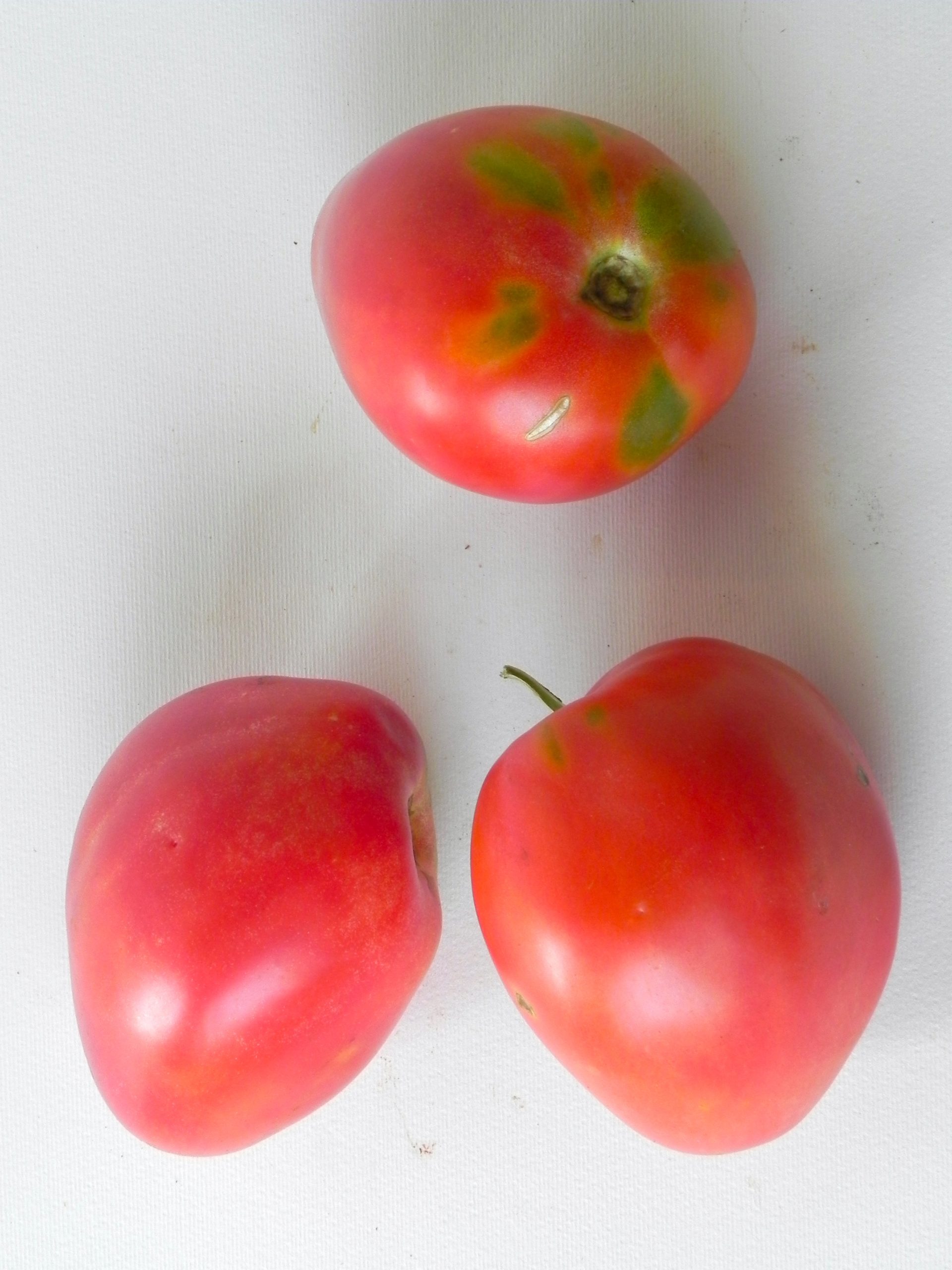 Pomodoro ‘Anna Russian’